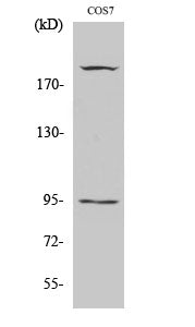 Anti-Phospho-IGF1 Receptor (Tyr1165/Tyr1166) Rabbit Polyclonal Antibody