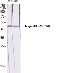 Anti-Phospho-MEK2 (Thr394) Rabbit Polyclonal Antibody