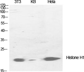 Anti-Histone H1 Rabbit Polyclonal Antibody