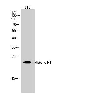Anti-Histone H1 Rabbit Polyclonal Antibody