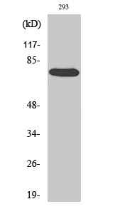 Anti-Raf1 Rabbit Polyclonal Antibody