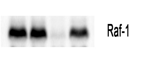 Anti-Raf1 Rabbit Polyclonal Antibody