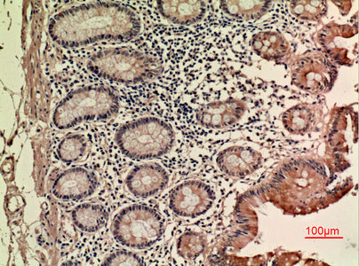 Anti-LIF Rabbit Polyclonal Antibody