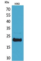 Anti-LIF Rabbit Polyclonal Antibody