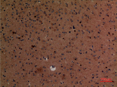 Anti-KLF12 Rabbit Polyclonal Antibody