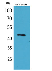 Anti-KLF12 Rabbit Polyclonal Antibody