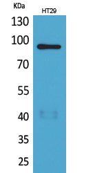 Anti-NRG2 Rabbit Polyclonal Antibody