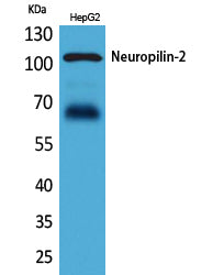 Anti-Neuropilin 2 Rabbit Polyclonal Antibody