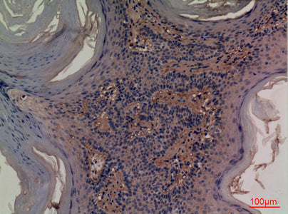 Anti-CD73 Rabbit Polyclonal Antibody