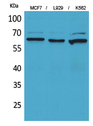 Anti-CD73 Rabbit Polyclonal Antibody