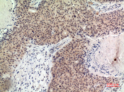 Anti-Histone H2B Rabbit Polyclonal Antibody