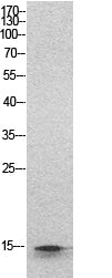 Anti-Histone H2B Rabbit Polyclonal Antibody