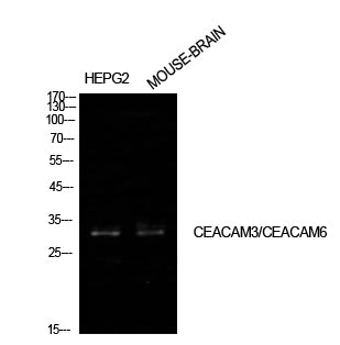 Anti-CEACAM6 Rabbit Polyclonal Antibody