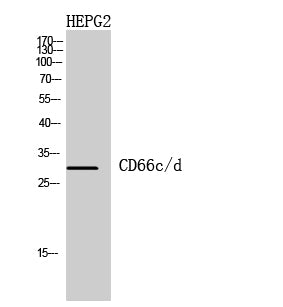 Anti-CEACAM6 Rabbit Polyclonal Antibody