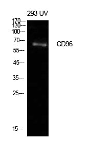 Anti-CD96 Rabbit Polyclonal Antibody