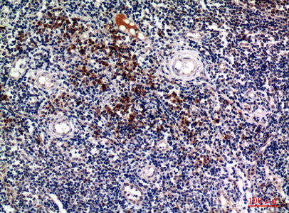 Anti-Syndecan 1 Rabbit Polyclonal Antibody
