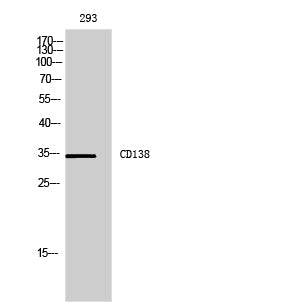 Anti-Syndecan 1 Rabbit Polyclonal Antibody