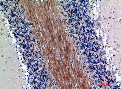 Anti-SIRP alpha/beta Rabbit Polyclonal Antibody