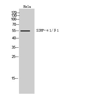 Anti-SIRP alpha/beta Rabbit Polyclonal Antibody