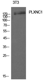 Anti-CD232 Rabbit Polyclonal Antibody
