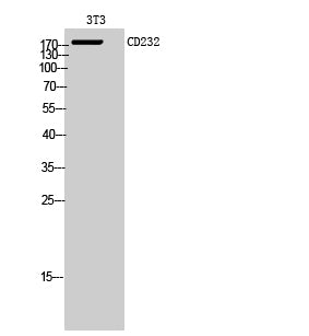 Anti-CD232 Rabbit Polyclonal Antibody