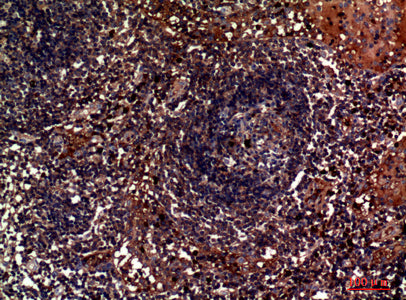 Anti-CD179b Rabbit Polyclonal Antibody