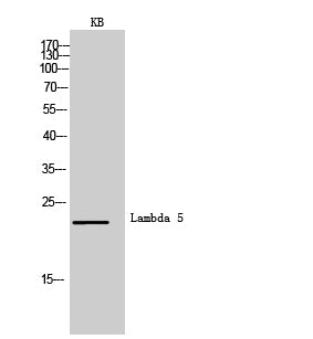 Anti-CD179b Rabbit Polyclonal Antibody