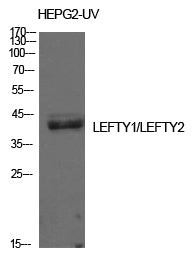 Anti-LEFTY Rabbit Polyclonal Antibody