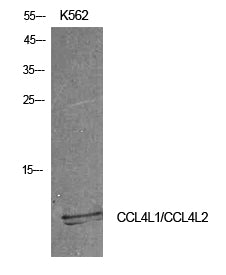 Anti-CCL4L Rabbit Polyclonal Antibody