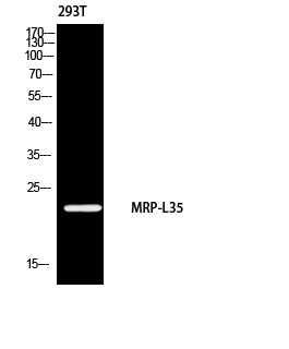 Anti-MRPL35 Rabbit Polyclonal Antibody