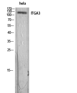 Anti-Integrin alpha 3 Rabbit Polyclonal Antibody