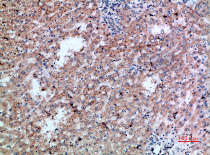 Anti-CD300b Rabbit Polyclonal Antibody