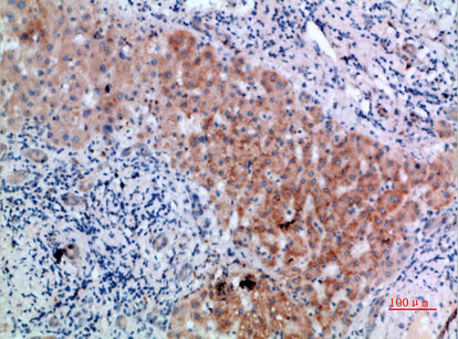 Anti-CD300b Rabbit Polyclonal Antibody