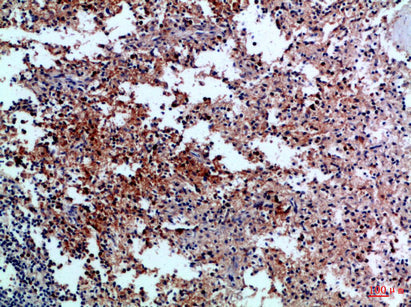 Anti-CD42c Rabbit Polyclonal Antibody