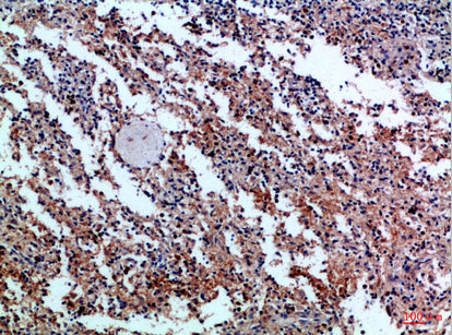 Anti-CD42c Rabbit Polyclonal Antibody