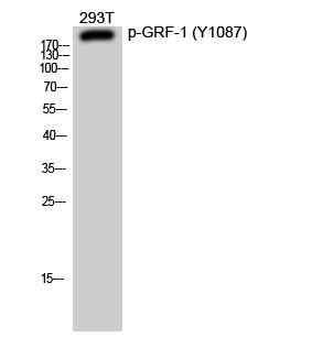 Anti-Phospho-GRLF1 (Tyr1087) Rabbit Polyclonal Antibody