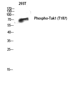 Anti-Phospho-TAK1 (Thr187) Rabbit Polyclonal Antibody