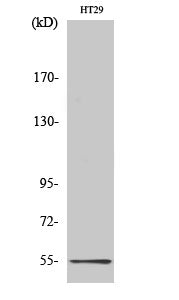 Anti-HTR3A Rabbit Polyclonal Antibody