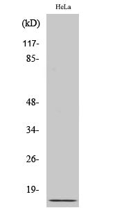Anti-Ubiquitin Rabbit Polyclonal Antibody