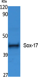 Anti-SOX17 Rabbit Polyclonal Antibody