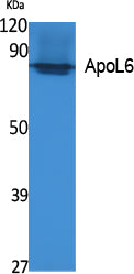 Anti-ApoL6 Rabbit Polyclonal Antibody