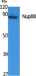 Anti-NUP88 Rabbit Polyclonal Antibody