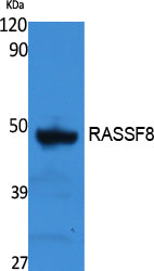 Anti-RASSF8 Rabbit Polyclonal Antibody