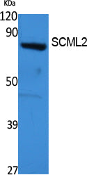 Anti-SCML2 Rabbit Polyclonal Antibody
