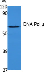 Anti-DNA Polymerase mu Rabbit Polyclonal Antibody