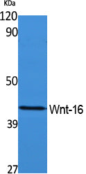 Anti-Wnt16 Rabbit Polyclonal Antibody