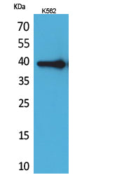 Anti-HspA6/A7 Rabbit Polyclonal Antibody