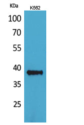 Anti-CD1C Rabbit Polyclonal Antibody