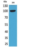 Anti-ENPP2 Rabbit Polyclonal Antibody
