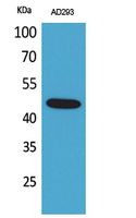 Anti-GORAB Rabbit Polyclonal Antibody